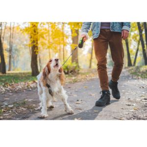 Beheers de blafgeluiden van je hond op een effectieve en humane manier met onze blafbanden! 🐶 Ontworpen om je huisdier te helpen trainen en onnodig blaffen te verminderen, maken onze bandjes gebruik van veilige en zachte technologie die zich aanpast aan de behoeften van je hond.

Met verschillende correctiemodi, zoals vibratie en geluid, kun je kiezen wat het beste werkt voor je harige vriend. Onze bandjes zijn comfortabel in gebruik en gemaakt van duurzame materialen voor langdurig gebruik. Geef je hond de kans om op een gepaste manier te communiceren terwijl je de rust in huis behoudt. Maak overmatig blaffen tot het verleden met onze blafbanden!