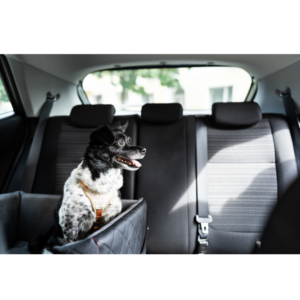 Zorg voor de bescherming van je huisdier tijdens autoritten met onze autobeveiligingsproducten! 🚗🐾 Ontworpen om maximale veiligheid en gemoedsrust te bieden, garanderen onze accessoires dat je harige vriend veilig is terwijl jullie van de reis genieten.

Van alarmsystemen voor voertuigen tot GPS-lokalisatieapparaten, elk product is ontworpen om je gemoedsrust te bieden en je huisdier te beschermen in elke situatie. Onze systemen zijn eenvoudig te installeren en te gebruiken, zodat je hond of kat veilig en comfortabel is tijdens elk avontuur. Maak van elke autorit een veilige en aangename ervaring voor jou en je harige metgezel met onze autobeveiligingsproducten!