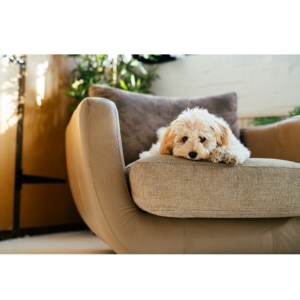 Geef je huisdier de rust die hij verdient met onze orthopedische sofa's! 🛋🐾 Ontworpen om ondersteuning en verlichting te bieden, zijn onze orthopedische sofa's ideaal voor honden en katten die extra comfort nodig hebben, vooral voor huisdieren met gewrichts- of spierproblemen.

Met een vulling van hoogwaardig schuim en een ergonomisch ontwerp, bieden deze sofa's optimale ondersteuning en helpen ze de druk op hun gewrichten te verminderen. Gemaakt van zachte, duurzame materialen, bieden ze een knusse en gemakkelijk te reinigen oppervlakte. Maak van elke dutje een moment van ontspanning en welzijn voor je harige vriend met onze orthopedische sofa's!