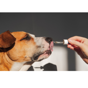 Versterk de gezondheid van je hond met onze honden supplementen! 🐶💊 Ontworpen om het dieet van je harige vriend aan te vullen, zijn onze honden supplementen samengesteld met natuurlijke ingrediënten die zijn algemeen welzijn ondersteunen.

Van vitaminen en mineralen tot supplementen voor gewrichten en huid, we hebben een verscheidenheid aan opties die helpen om je huisdier in topconditie te houden. Onze producten zijn gemakkelijk toe te dienen en zijn gemaakt van de hoogste kwaliteit, zodat je hond de voedingsstoffen krijgt die hij nodig heeft voor een actief en gezond leven. Geef je hond de extra boost die hij verdient met onze effectieve en smakelijke supplementen!