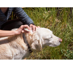 Houd je hond vrij van vlooien en teken met onze gespecialiseerde producten! 🐶🦠 Onze oplossingen voor vlooien en teken zijn ontworpen voor maximale bescherming en gemoedsrust, zodat je huisdier zonder zorgen van zijn buitenavonturen kan genieten.

Van preventieve behandelingen tot verwijderingsproducten, we bieden een verscheidenheid aan opties om deze plagen te bestrijden en besmettingen te voorkomen. Onze producten zijn veilig en effectief, geformuleerd voor gebruik bij honden van alle rassen en maten. Laat vlooien en teken de vreugde van je harige vriend niet bederven; kies voor onze producten en geef hem de bescherming die hij verdient.