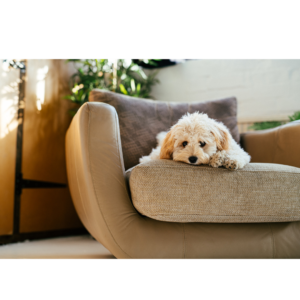 Geef je hond de perfecte plek om te rusten en ontspannen met onze comfortabele sofa's! 🐶🛋️ Ontworpen met comfort en stijl in gedachten, zijn onze sofa's ideaal voor elke hoek van je huis, en bieden ze een gezellige schuilplaats voor je harige vriend.

Gemaakt van hoogwaardige materialen en met elegante ontwerpen, bieden onze sofa's ondersteuning en warmte, zodat je huisdier de perfecte plek heeft om te slapen, dromen en van zijn vrije tijd te genieten. Verkrijgbaar in verschillende maten, kleuren en stijlen, vind je de ideale sofa die bij de inrichting van je huis en de behoeften van je hond past. Transformeer elke ruimte in een gezellige thuis voor je huisdier met onze luxe honden sofa's!